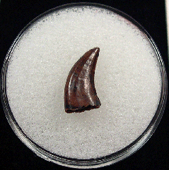 Rare Acheroraptor tooth for sale | Buried Treasure Fossils