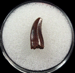 Large Acheroraptor tooth for sale | Buried Treasure Fossils