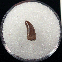 Perfect XL Dromaeosaur tooth for sale | Buried Treasure Fossils