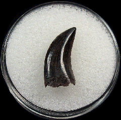Acheroraptor temertyorum (Raptor)