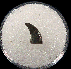 Perfect XL Dromaeosaur tooth for sale | Buried Treasure Fossils