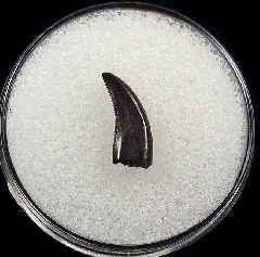 Real Acheroraptor temertyorum tooth for sale | Buried Treasure Fossils