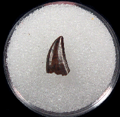 Perfect XL Dromaeosaur tooth for sale | Buried Treasure Fossils
