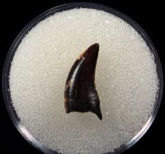 Hell Creek raptor tooth for sale | Buried Treasure Fossils