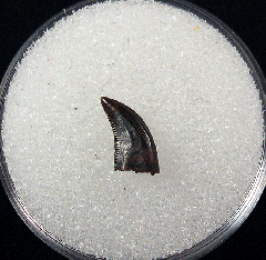 Hell Creek raptor tooth for sale | Buried Treasure Fossils