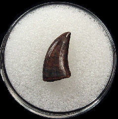 Hell Creek raptor tooth for sale | Buried Treasure Fossils