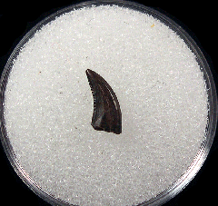 Large Acheroraptor tooth for sale | Buried Treasure Fossils