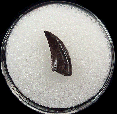Large Acheroraptor tooth for sale | Buried Treasure Fossils