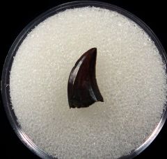 Nice Hell Creek raptor tooth for sale | Buried Treasure Fossils