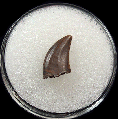 Large Acheroraptor tooth for sale | Buried Treasure Fossils