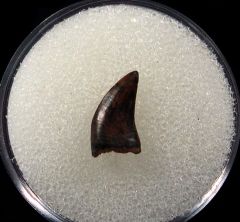 Real Hell Creek raptor tooth for sale | Buried Treasure Fossils