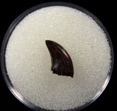 Real raptor tooth for sale | Buried Treasure Fossils