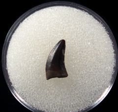 Hell Creek Dakotaraptor tooth for sale | Buried Treasure Fossils