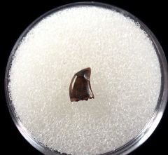 Rare Hell Creek Dromaeosaur tooth for sale | Buried Treasure Fossils