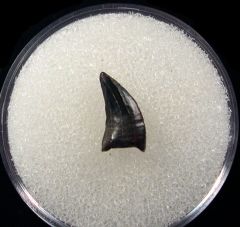 Extra large  Dakotaraptor tooth for sale | Buried Treasure Fossils