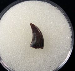 Real Acheroraptor temertyorum tooth for sale | Buried Treasure Fossils