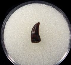 Quality Acheroraptor temertyorum tooth for sale | Buried Treasure Fossils