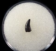 Hell Creek Acheroraptor tooth for sale | Buried Treasure Fossils