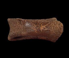 Large Struthiomimus toe bone for sale | Buried Treasure Fossils