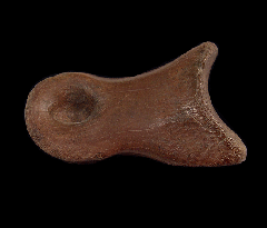 Ornithomimid dinosaur toe bone | Buried Treasure Fossils