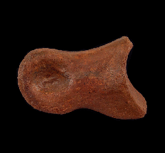 Ornithomimid dinosaur toe bone | Buried Treasure Fossils