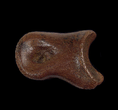 Struthiomimus altus toe bone for sale | Buried Treasure Fossils