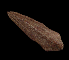 Struthiomimus foot claw for sale | Buried Treasure Fossils