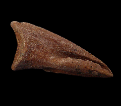 Struthiomimus pes claw | Buried Treasure Fossils
