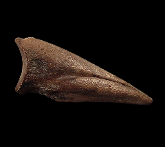 Struthiomimus manus claw for sale | Buried Treasure Fossils