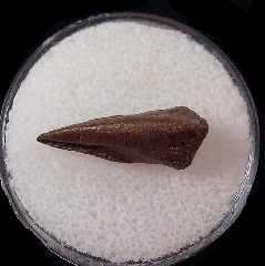 Struthiomimus pes claw for sale | Buried Treasure Fossils