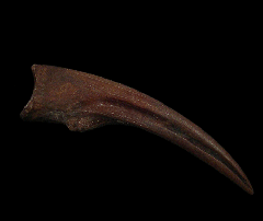 Struthiomimus manus claw | Buried Treasure Fossils