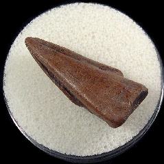 Struthiomimus foot claw for sale | Buried Treasure Fossils