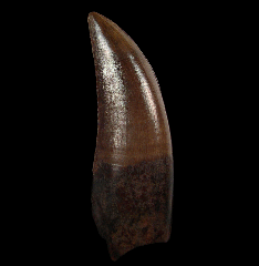 Tyrannosaurus rex tooth for sale