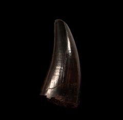 Large T. rex tooth for sale  | Buried Treasure Fossils