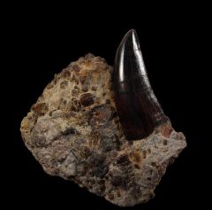 Tyrannosaurus tooth for sale | Buried Treasure Fossils
