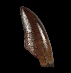T rex tooth 