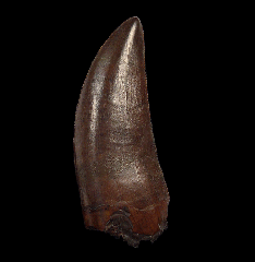 T rex tooth | Buried Treasure Fossil 