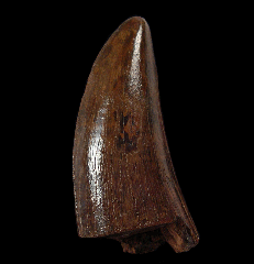 Tyrannosaurus tooth for sale 