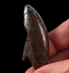 Tyrannosaurus rex tooth for sale 
