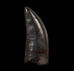 Tyrannosaurus rex tooth for sale | Buried Treasure Fossils 