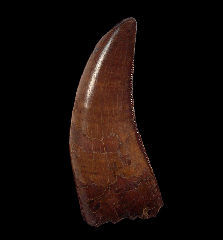 Tyrannosaurus rex tooth for sale 