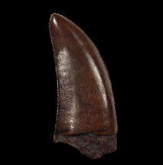 Tyrannosaurus shard tooth for sale 