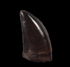 Rare T-Rex tooth for sale (T. rex)