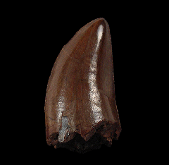 Rare T-Rex tooth for sale (T. rex) 