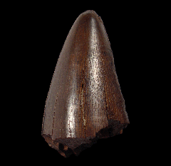 Tyrannosaurus tooth tip for sale | Buried Treasure Fossils