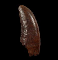 Tyrannosaurus rex tooth for sale