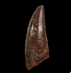 Tyrannosaurus rex tooth for sale 