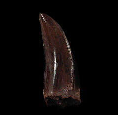 Tyrannosaurus shard tooth for sale 