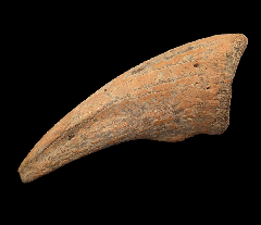 Nanotyrannus toe claw | Buried Treasure Fossils