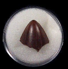 Tyrannosaurus tooth tip for sale | Buried Treasure Fossils 